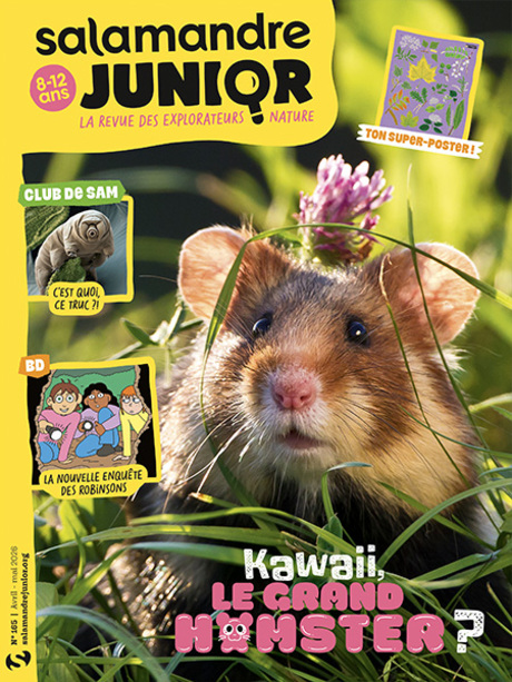Kawaii, le grand hamster (n°165)
